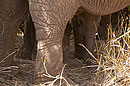 African Elephant Protection Young Calf with Mum