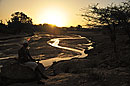 Evening Walking Safari 