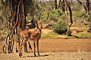 Male Impala Overlooking Dry River 
