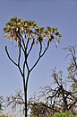 Samburu Doum Palm Landscape