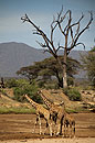 Reticulated Giraffe Looking for Water