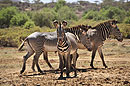 Grevy Zebra Herd