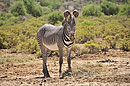 Grevy Zebra Portrait