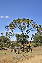 Grevy Zebra Under Doum Palms
