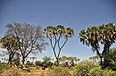 Samburu Doum Palm Landscape