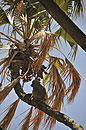 Baboon Alpha Male Sat in Palm Tree