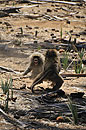 Baboon Alpha Male Anger