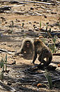 Baboon Alpha Male Anger