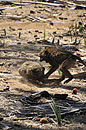 Baboon Alpha Male Fight
