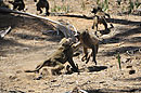 Baboon Alpha Male Fight