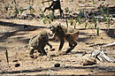 Baboon Alpha Male Fight