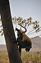 Baboon Alpha Male in a Hurry