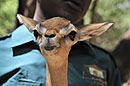 Gazelle Adpoted by Ranger 
