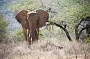 Elephant Portrait