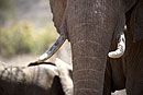 African Elephant Close Up