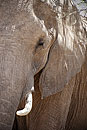 African Elephant Close Up