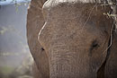 African Elephant Close Up