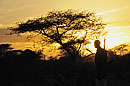 Samburu Warrior by Acacia