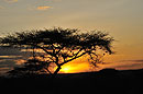 Sunset in Samburu Acacia Silhouette