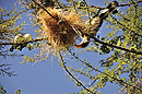 Hornbill Raiding Weaver Nest