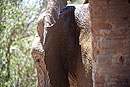 African Elephant Close Up
