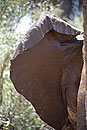 African Elephant Close Up