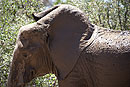 African Elephant Ouch! I Flicked my Ear Inside Out 