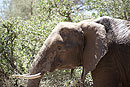 African Elephant After Mud Bath