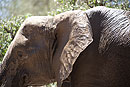 African Elephant Close Up