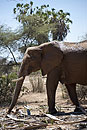 African Elephant Samburu National Reserve