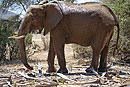 African Elephant Samburu National Reserve