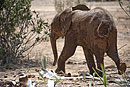 African Elephant I Love Mud Baths