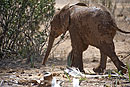 African Elephant I Love Being Muddy