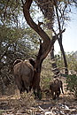 African Elephants This Tree is the Best Scatching Post 