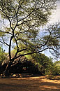 Elephant Watch Tent