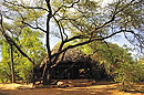 Elephant Watch Tent