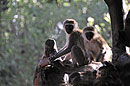 Vervet Monkeys
