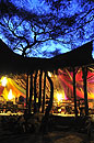 Elephant Watch at Night