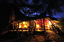 Elephant Watch at Night