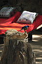 Bird Bath by the Loungers