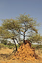 Termite Mound & Tree Landscape