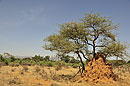 Termite Mound & Tree Landscape