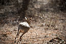 Dik Dik Samburu National Reserve