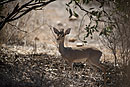 Dik Dik Samburu National Reserve
