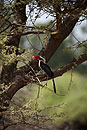 Colourful Hornbill 
