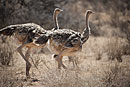 Somali Ostriches Samburu