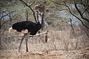 Somali Ostrich Samburu