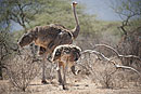 Somali Ostriches Samburu