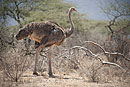 Somali Ostrich Samburu