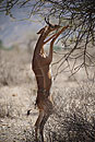 Long Neck Gerenuk